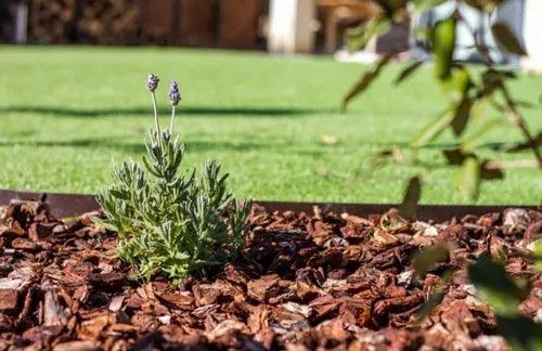 CORTEZA DE PINO MEDIANA 60 LT - GRUPODONPEDRO